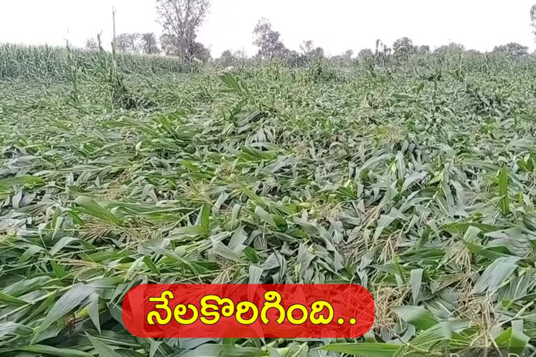 heavy crop damaged by unexpected rain in kamareddy district