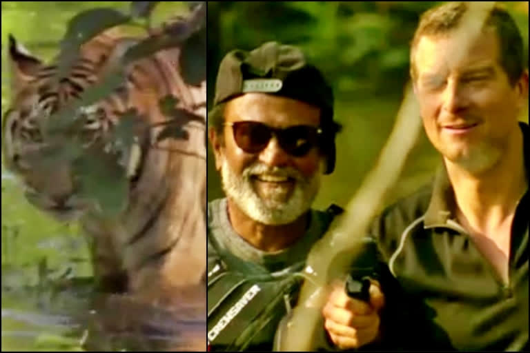 Man vs Wild With Second Promo, Man vs Wild With Rajinikanth Second Promo, Man vs Wild With Rajinikanth Second Promo Release, ಮ್ಯಾನ್ ವರ್ಸಸ್ ವೈಲ್ಡ್ ಎರಡನೇ ಪ್ರೊಮೊ, ಮ್ಯಾನ್ ವರ್ಸಸ್ ವೈಲ್ಡ್ ಎರಡನೇ ಪ್ರೊಮೊ ಬಿಡುಗಡೆ, ಮ್ಯಾನ್ ವರ್ಸಸ್ ವೈಲ್ಡ್ ಜೊತೆ ರಜನಿಕಾಂತ್ ಎರಡನೇ ಪ್ರೊಮೊ,