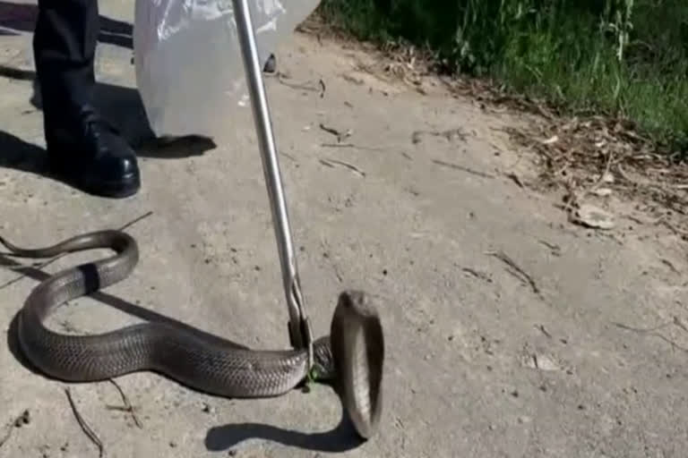 Cobra snake found in Tohana