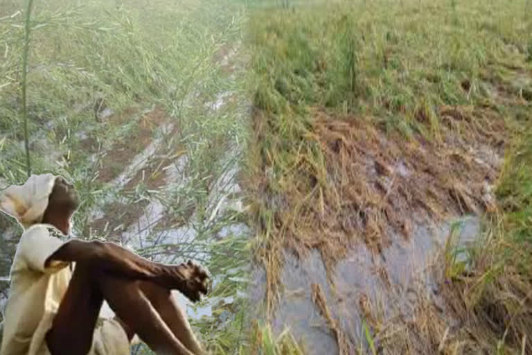 crop destructed in delhi due to heavy rain and farmers asking for compensation