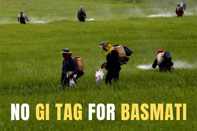 Madhya Pradesh plea seeking GI tag for Basmati rice dismissed