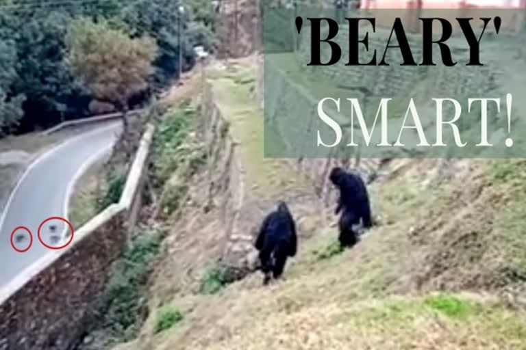 army personnel dressed up as bear getup, army personnel scares away monkeys in uttarakhand, itbp jawan scares money in camp, ମାଙ୍କଡ ଘଉଡାଇବାକୁ ଆଇଟିବିପି ଯବାନଙ୍କ ନିଆରା ଟ୍ରିକ, ମାଙ୍କଡ ଘଉଡାଇବାକୁ ଯବାନଙ୍କ ଭାଲୁ ବେଶ, ଉତ୍ତରାଖଣ୍ଡରେ ଯବାନଙ୍କ ଭାଲୁ ବେଶ