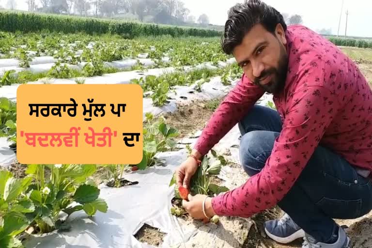 mansa farmer regrets adopting strawberry farming