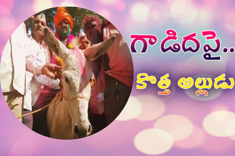 Maharastra village's Holi tradition of donkey ride for son-in-law  continues