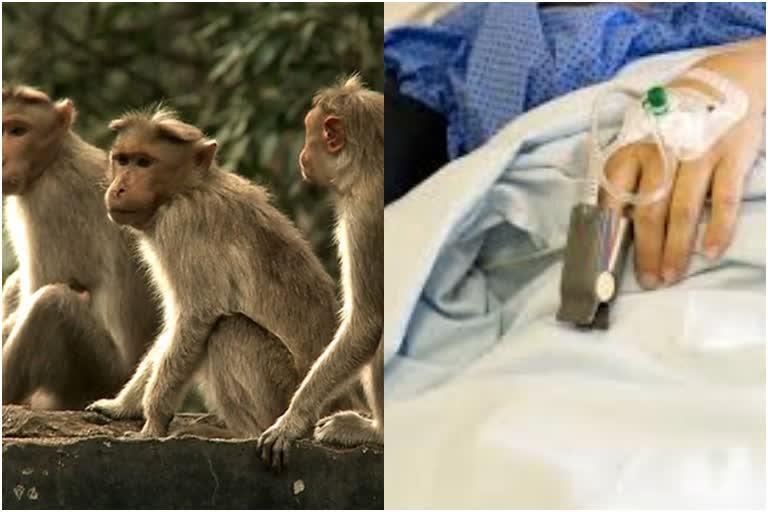 monkey fever confirmed in kerala