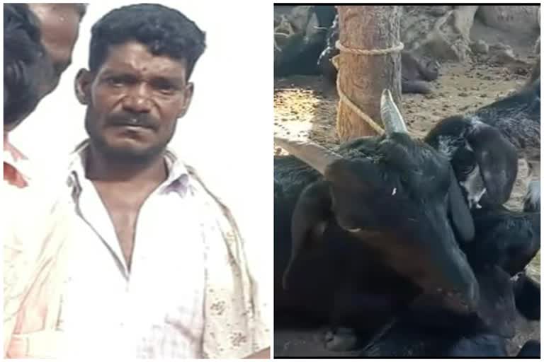 A person who arrested for goat and cow theft