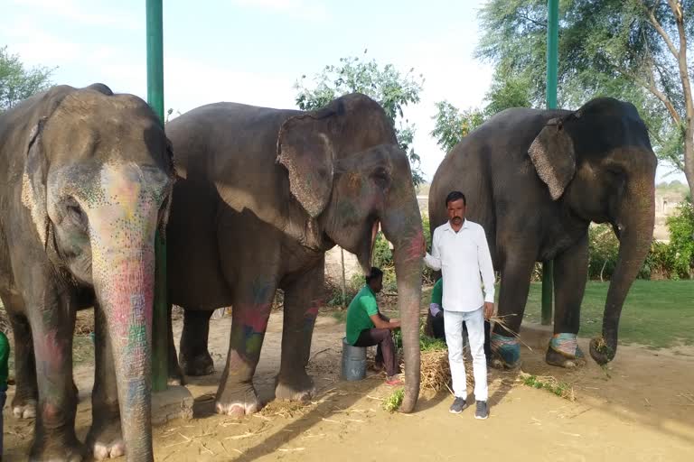 कोरोना वायरस का डर, Elephant village