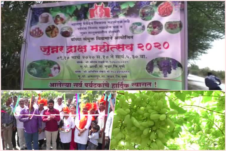 Grape Festival in Junnar taluka pune