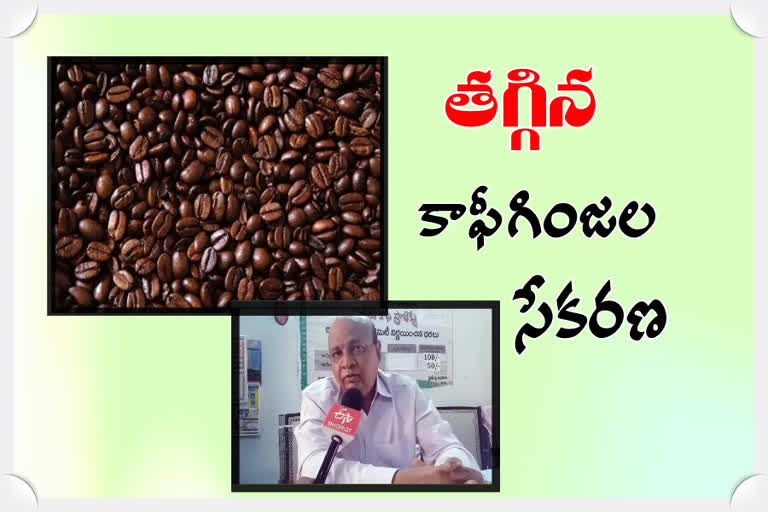 etv bharat interview with   GCC manager on coffee seeds collection