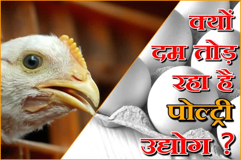 फीड महंगा होने से संकट में पोल्ट्री उद्योग, Poultry industry in crisis due to cost of feed