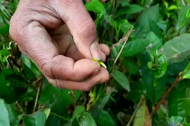 1 কেজি কেঁচা চাহপাতৰ মূল্য 1 লাখ টকা