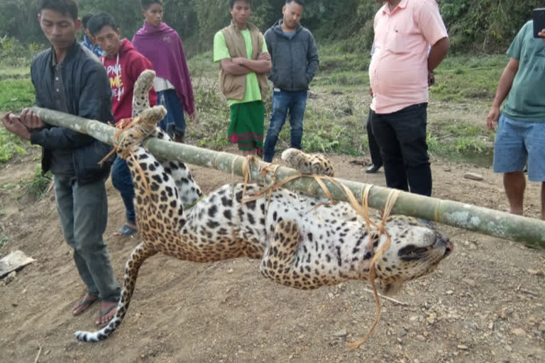 dima hasau_hunter_killed_tiger