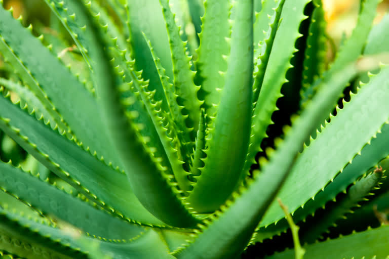 Aloe vera juice