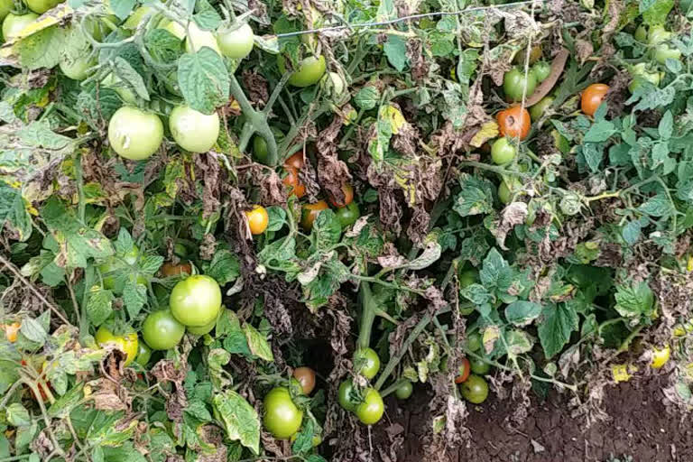 Farmers crops damaged