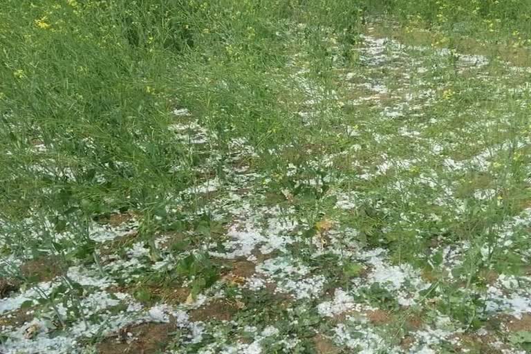 crop damaged jind