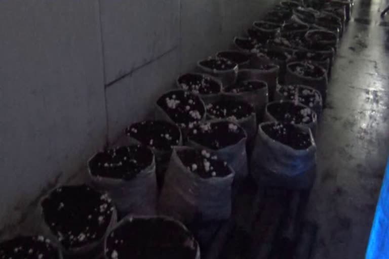 mushroom production in chamba