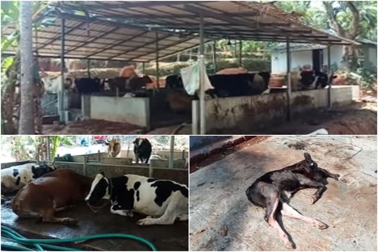 unauthorized cow farm  unauthorized cow farm made health threat to locals  അനധികൃത പശു വളര്‍ത്തു കേന്ദ്രം  കോഴിക്കോട്  കോഴിക്കോട് പ്രാദേശിക വാര്‍ത്തകള്‍  kozhikode local news  kozhikod latest news