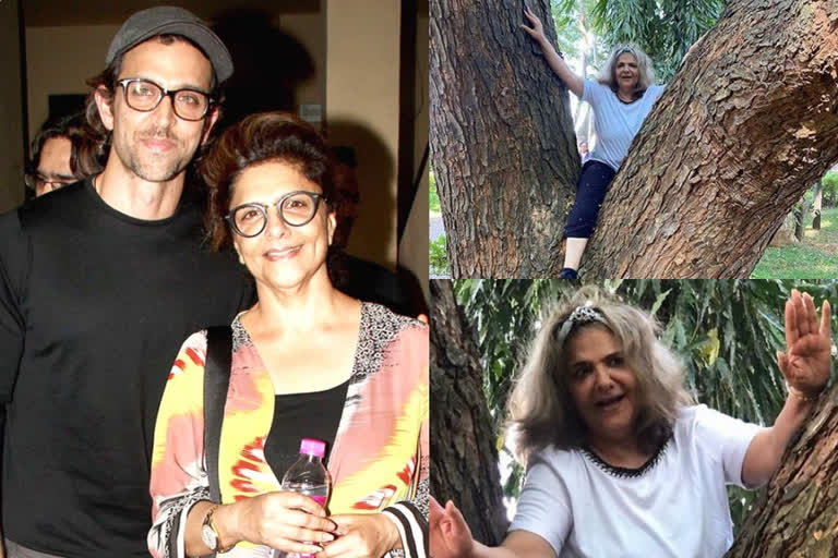 Hrithik Roshan mother Pinky Roshan climbing on tree  നിസാരം... മരത്തില്‍ വലിഞ്ഞ് കയറി ഹൃത്വിക് റോഷന്‍റെ അമ്മ  മരത്തില്‍ വലിഞ്ഞ് കയറി ഹൃത്വിക് റോഷന്‍റെ അമ്മ  ഹൃത്വിക് റോഷന്‍റെ അമ്മ  പിങ്കി റോഷന്‍  Pinky Roshan  Hrithik Roshan  Hrithik Roshan mother