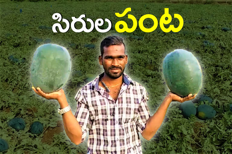 YOUNG FARMER TAKING HUGE PROFITS IN WATER MELON PADDY