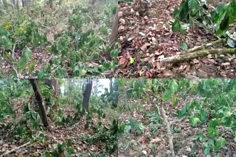 Forest Department officials cutting down the coffee plantation in chikkamagaluru