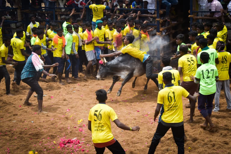 தான்றீஸ்வரம் ஜல்லிக்கட்டு - காளைகள் முட்டி 27 பேர் காயம்!