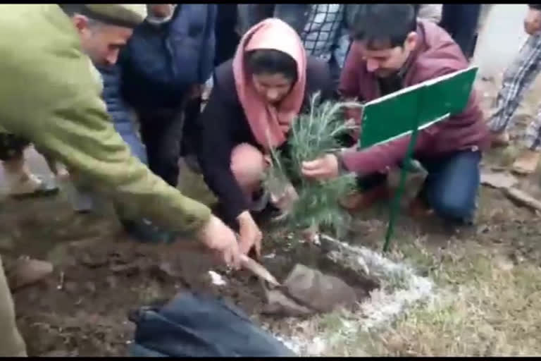 Kokarnag: plantation drive started by the social forestry department