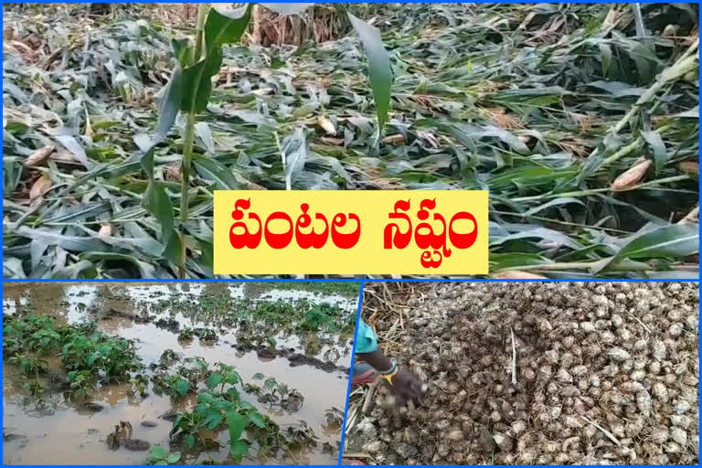 Premature rain Crop loss in 200 acres in jagtial district