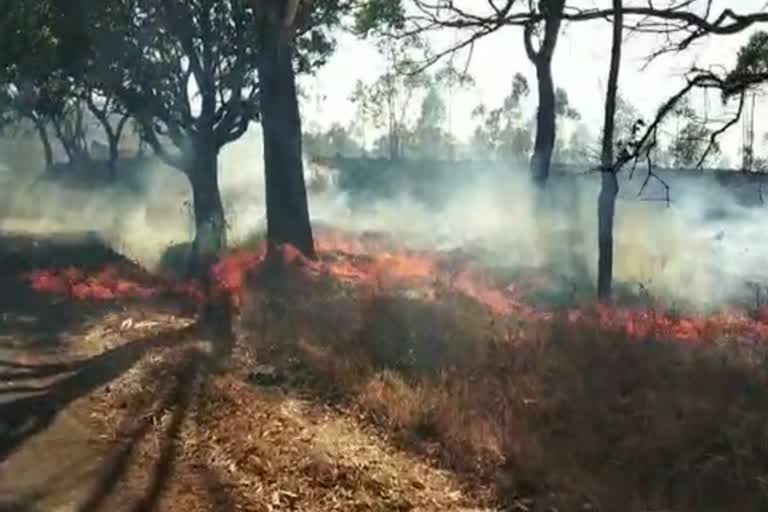 Fire in Radhanagari The sanctuary in Kolhapur