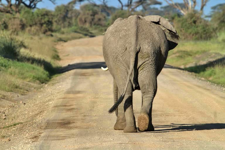 Elephant shooted at Bandipur national park in Karnataka