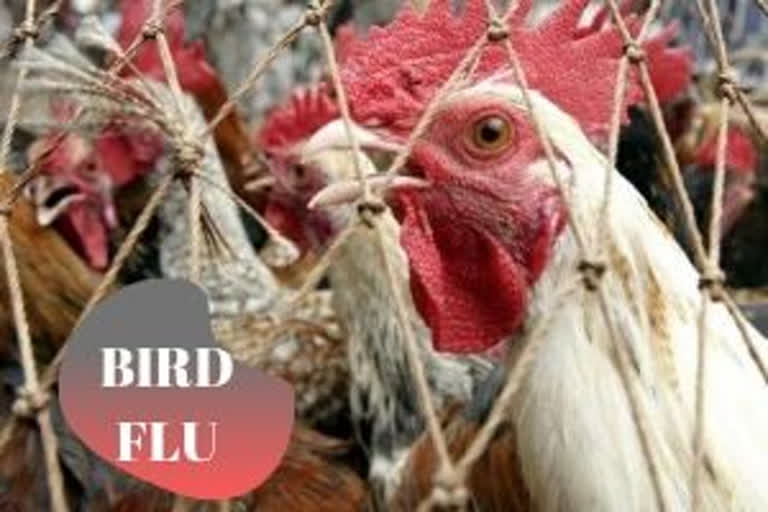 Bird Flu