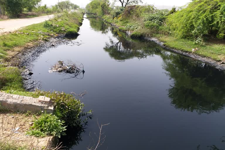 Farmers of Nuh irrigate fields with chemical-ed and polluted water