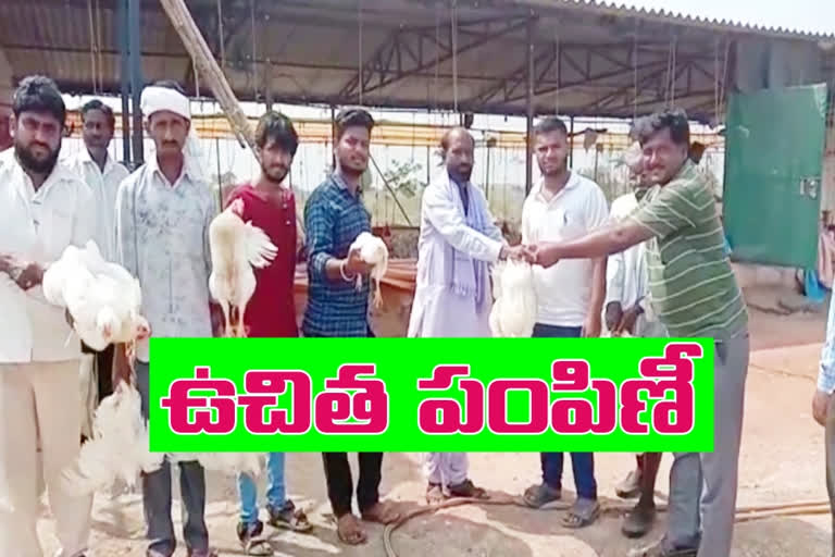 Free chickens corona blow at kamareddy