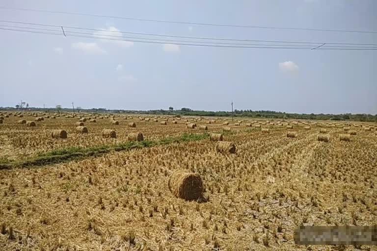 thanjai-farmers-doing-paddy-straw-done-with-samba-crop-work