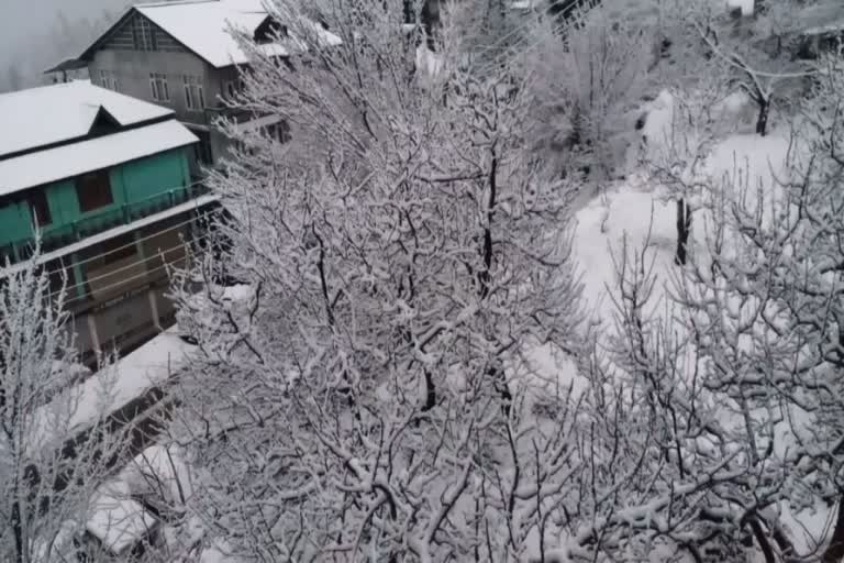 Gardeners of Kinnaur worried by snowfall