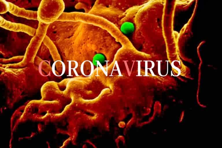 corona virus