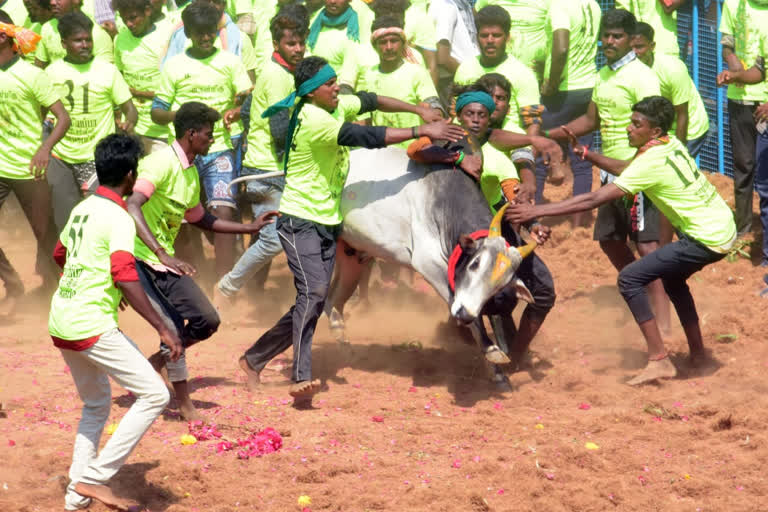 15 injured in keelakurichi jallikattu in pudukottai district