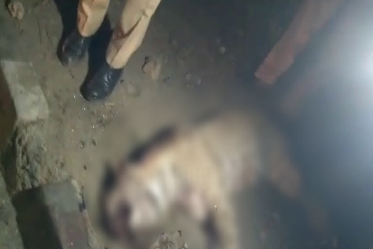 भीलवाड़ा की खबर, panther died