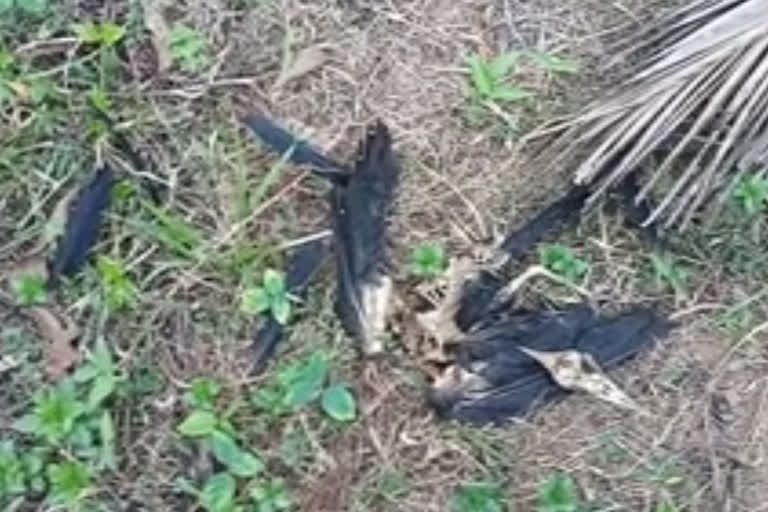 Nadapuram crows are dead Kozhikode Nadapuram  latest kozhikode  നാദാപുരത്ത് കാക്കകളെ ചത്ത നിലയില്‍ കണ്ടെത്തിയത് പരിഭ്രാന്തി പരത്തി