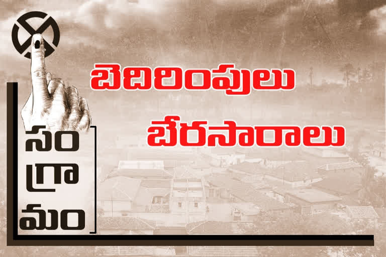 ap local elections