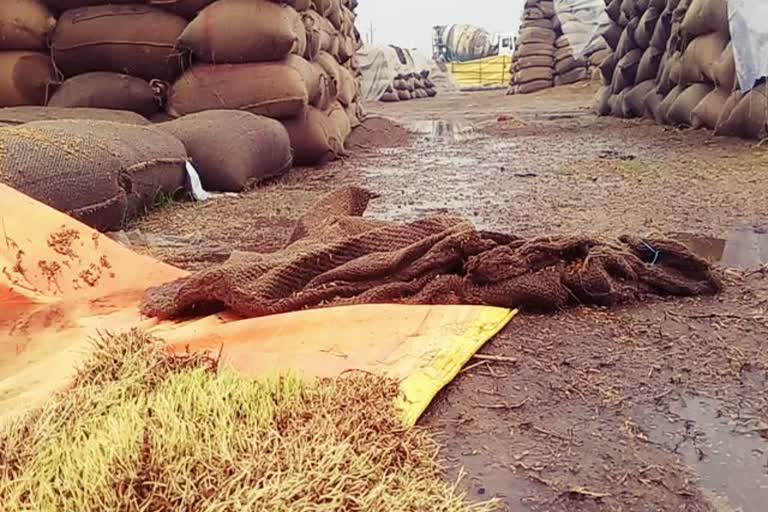 Paddy gets wet due to unseasonal rain