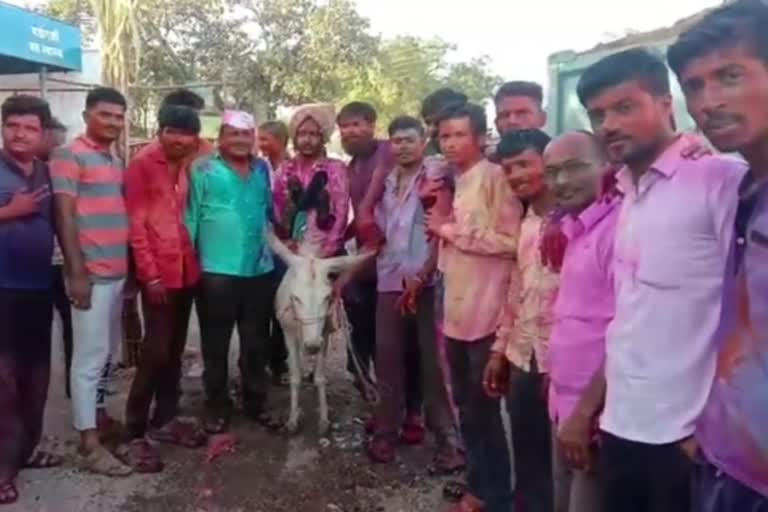 son in laws procession on donkey unique tradition in vadangali village