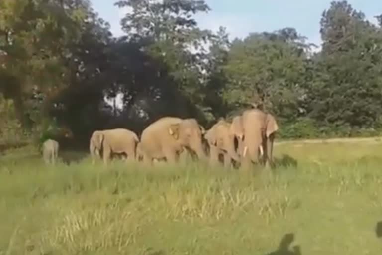 elephant destoy 3 house in keunjhar