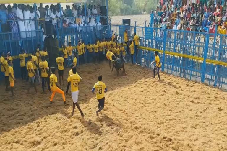 jallikattu-in-ariyalur