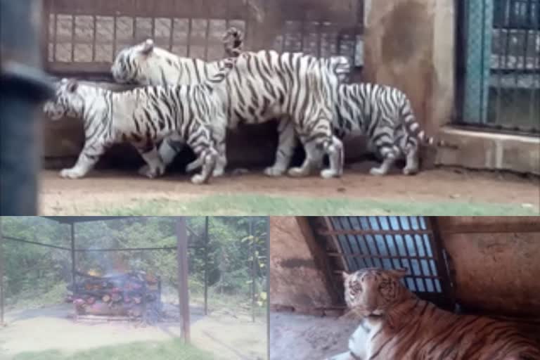 White tiger of Maitribagh took last breath