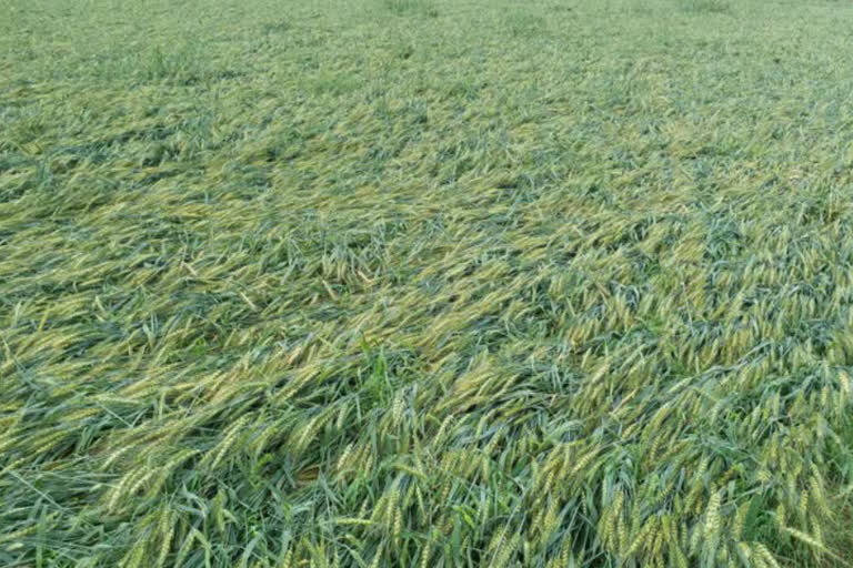 Damage to crops due to rain and hail in nuh