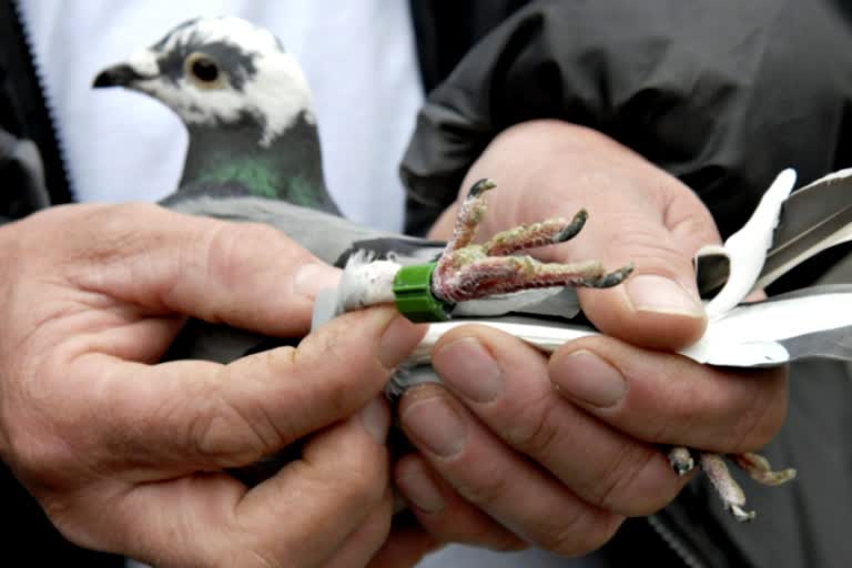 बीकानेर कबूतर की खबर, पाकिस्तानी कबूतर, pakistani pigeon, pigeon found in bikaner