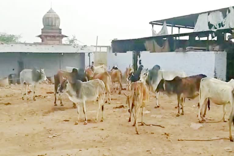 Police freed Cattle during blockade