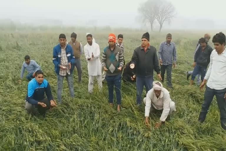 heavy damage to crops due to hail storm in hodal palwal