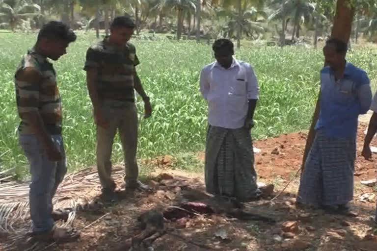 leopard kills dog and goats at agri land in gobichettipalayam