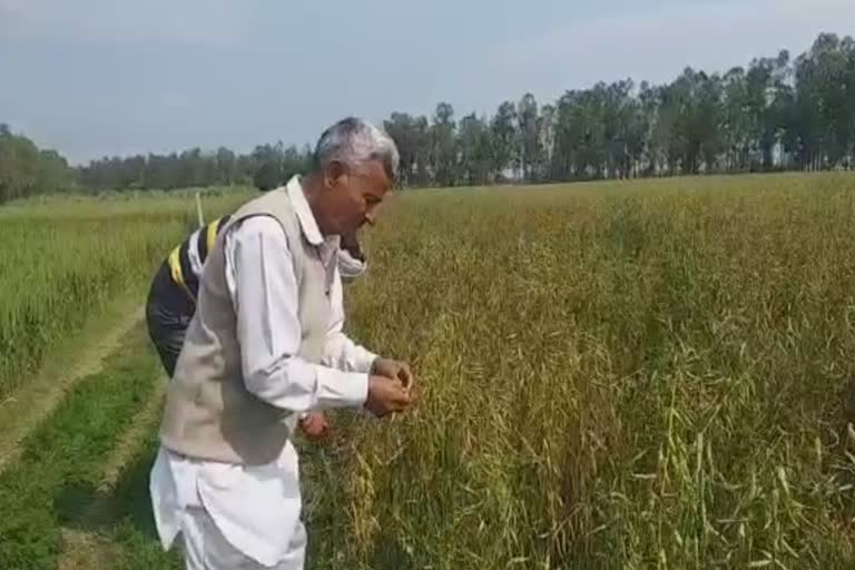 farmers demanded compensation for  crops due to hailstorm in yamunanagar